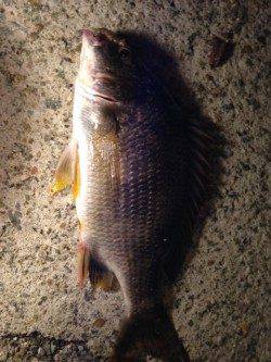 鳴尾浜貯木場でイソメ流し、セイゴ・キビレ