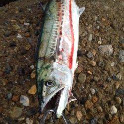 東二見人工島　朝のルアーゲームでサゴシがHIT　大物にも期待