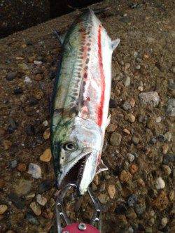 東二見人工島　朝のルアーゲームでサゴシがHIT　大物にも期待