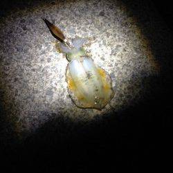 加太漁港　エギングでアオリイカのトンカツ＆コロッケサイズ