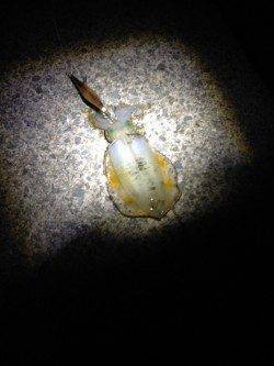 加太漁港　エギングでアオリイカのトンカツ＆コロッケサイズ