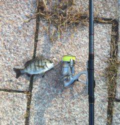 南芦屋浜　紀州釣りでチヌ・アジ・グレ・ボラの4目釣り