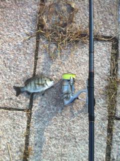 南芦屋浜　紀州釣りでチヌ・アジ・グレ・ボラの4目釣り