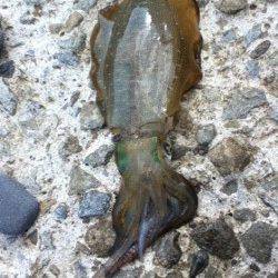 城ヶ崎　日中にエギングでアオリイカ狙い☆