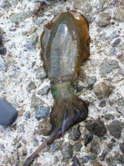 城ヶ崎　日中にエギングでアオリイカ狙い☆