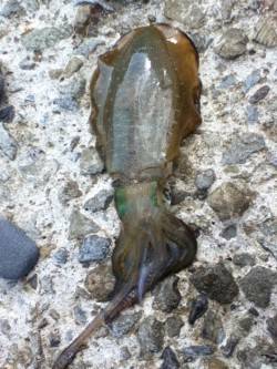 城ヶ崎　日中にエギングでアオリイカ狙い☆