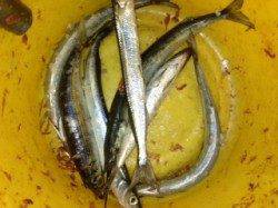 初めてのサヨリ釣り、合わせが難しかった！