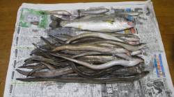 須磨　投げ釣りでアナゴ大漁！ハネの40cm…