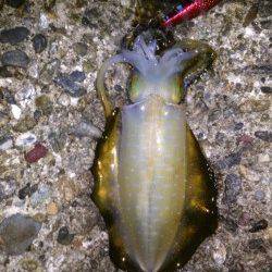 東二見人工島　ポイントを転々としながらのエギングでアオリイカ狙い