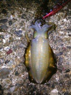 東二見人工島　ポイントを転々としながらのエギングでアオリイカ狙い