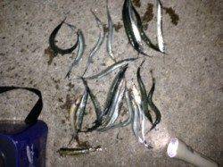 飾磨～広畑　ウキ釣りでサヨリ・投げ釣りでアナゴ