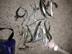 飾磨～広畑　ウキ釣りでサヨリ・投げ釣りでア…