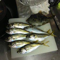 牛ヶ首周辺でのアジング＆胴突き釣果