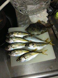 牛ヶ首周辺でのアジング＆胴突き釣果