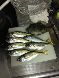 牛ヶ首周辺でのアジング＆胴突き釣果