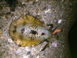 イカパンチからのパニックジャークでメタボなアオリイカ！