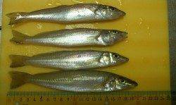 由良海水浴場  悪天候の中のキス釣り