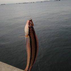 鳴尾浜で四目釣り♪　サンバソウ・ベラ・グレ・ガシラ