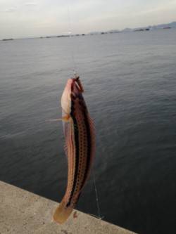 鳴尾浜で四目釣り♪　サンバソウ・ベラ・グレ…