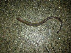 本命タチウオは反応なく…アナゴ、アジ、サヨリ、イワシ