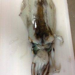 新宮港湾内でエギング、アオリ600g