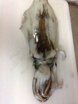 新宮港湾内でエギング、アオリ600g