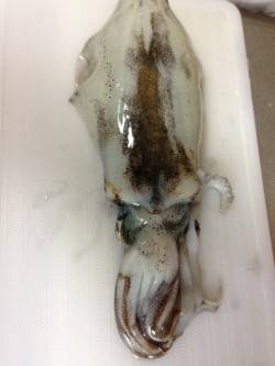 新宮港湾内でエギング、アオリ600g