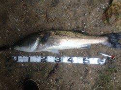 シーバスヒット連発 60up,55up,62up,65up,73up の5匹！