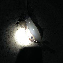 松江～藤江　仕事終わりのエギングでアオリイカ狙い