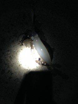 松江～藤江　仕事終わりのエギングでアオリイカ狙い