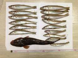 淡路での引き釣り、キスの釣果