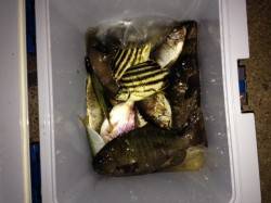 マリーナシティ海釣り公園　サビキでグレ・ア…