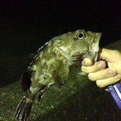 田辺元島付近で脈釣り、アタリ多数でした！