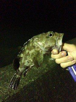 田辺元島付近で脈釣り、アタリ多数でした！