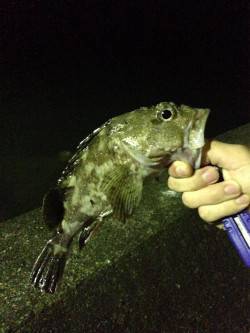 田辺元島付近で脈釣り、アタリ多数でした！