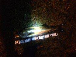 雨でシーバススイッチＯＮ！ 74up&71upをキャッチ