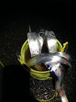 兵突でワインド、夕方の時合にタチウオ連続Ｈ…