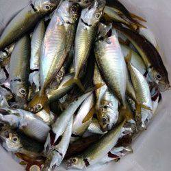 姫路市立遊魚センター　サビキのアジはサイズにバラツキ　20cmのカワハギも