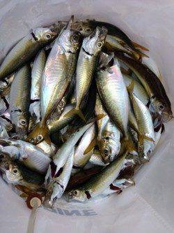 姫路市立遊魚センター　サビキのアジはサイズにバラツキ　20cmのカワハギも