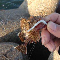 江井ヶ島　アジングタックルでガシラ2尾