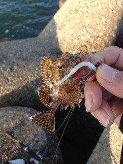 江井ヶ島　アジングタックルでガシラ2尾