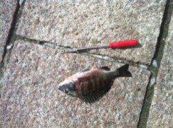 南芦屋浜　ガイド故障のトラブルも紀州釣りでチヌ＆グレ