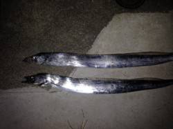 西宮ケーソンのタチウオ、サイズＵＰ！！