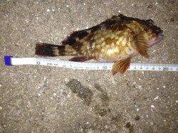 サビキとズボ釣りでガシラ・アナゴ・アジ・イワシ