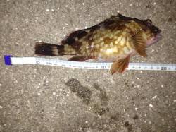 サビキとズボ釣りでガシラ・アナゴ・アジ・イ…