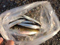 林崎漁港でアジ･キビナゴ　周りでもサビキを行っていました