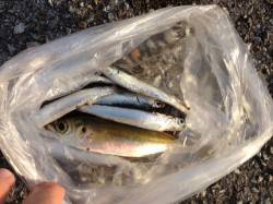 林崎漁港でアジ･キビナゴ　周りでもサビキを…