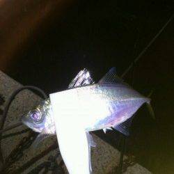 アジとセイゴが交互に釣れ続き♪