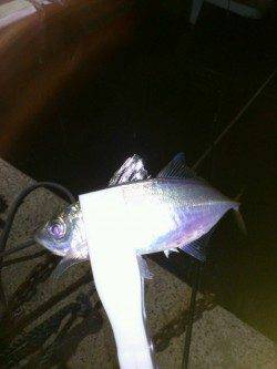 アジとセイゴが交互に釣れ続き♪