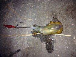 新浜漁港、午前6時前に15cm程のアオリイカを釣り上げる